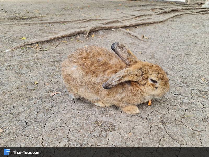 กระต่ายน้อย