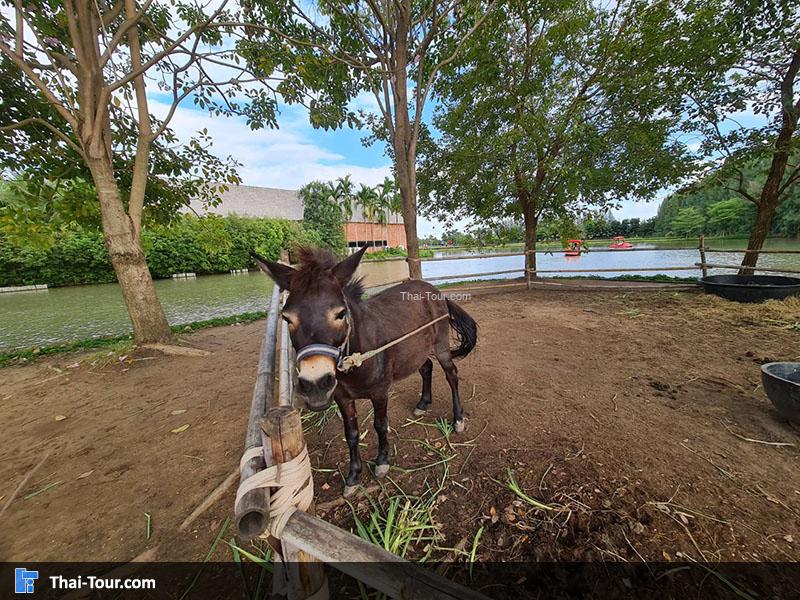 จุดชมสัตว์