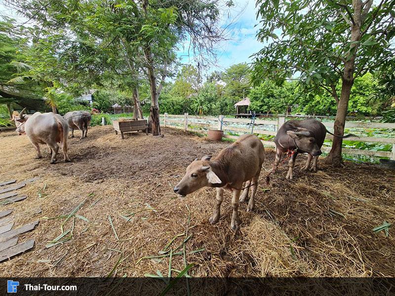 จุดชมสัตว์