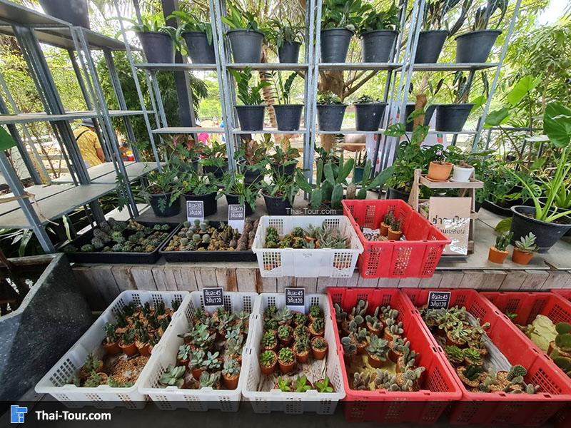 จุดขายต้นกระบองเพชร