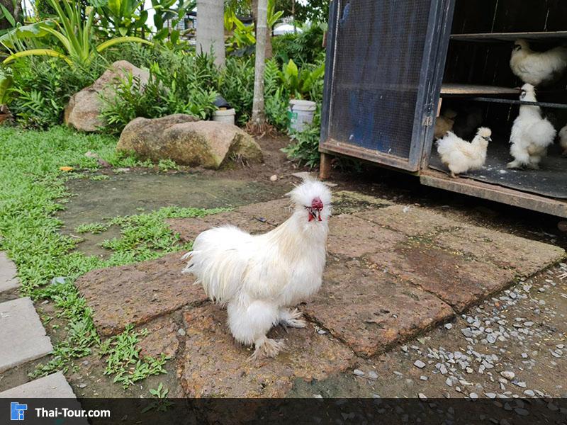 ไก่ชิลกี้