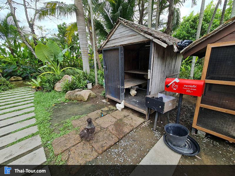 ไก่ชิลกี้