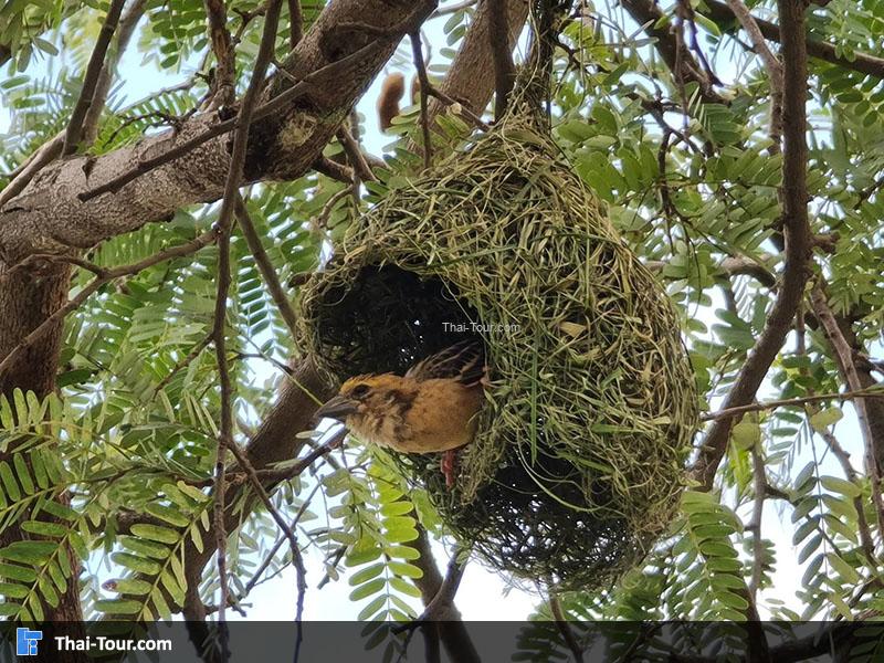 ดูบัวคาเฟ่
