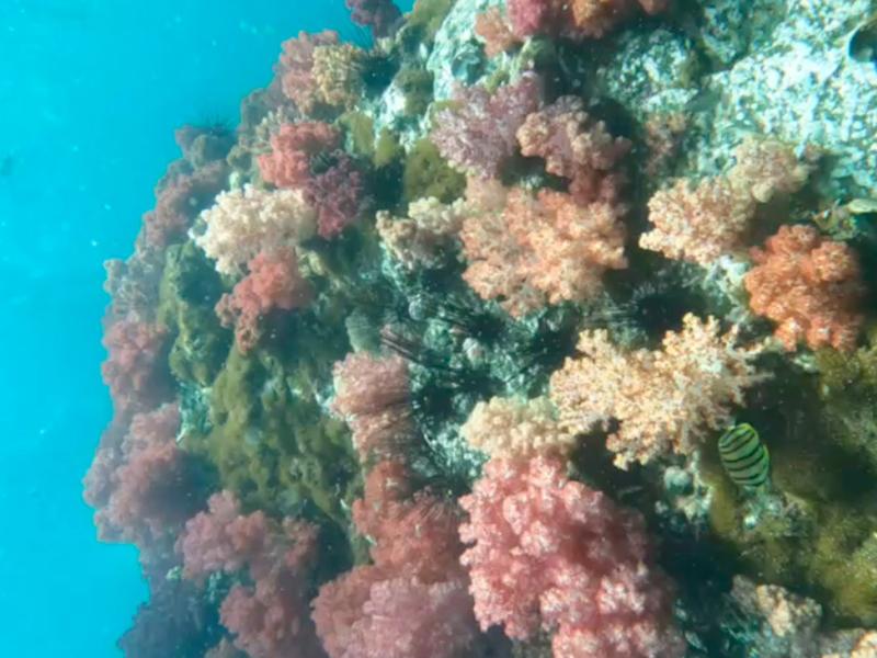 ปะกางรัง 7 สี