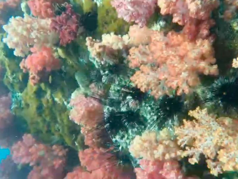 ปะกางรัง 7 สี