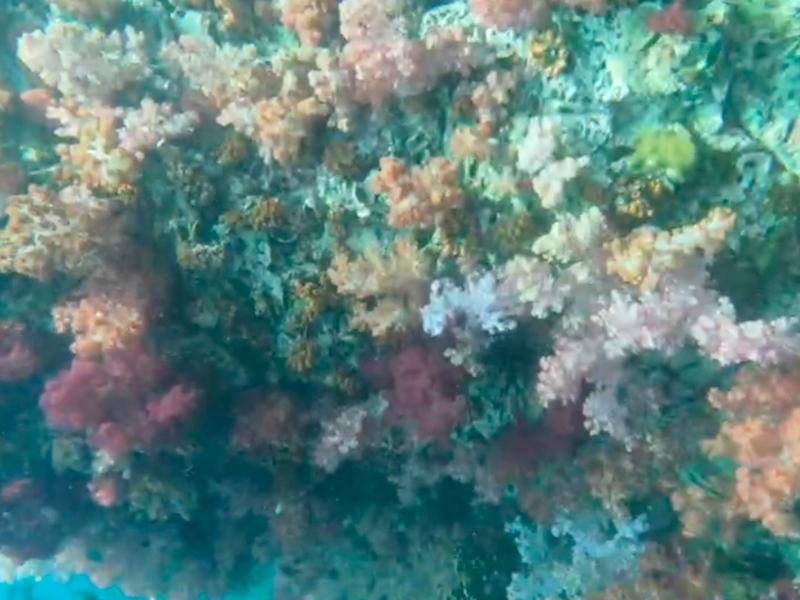 ปะกางรัง 7 สี