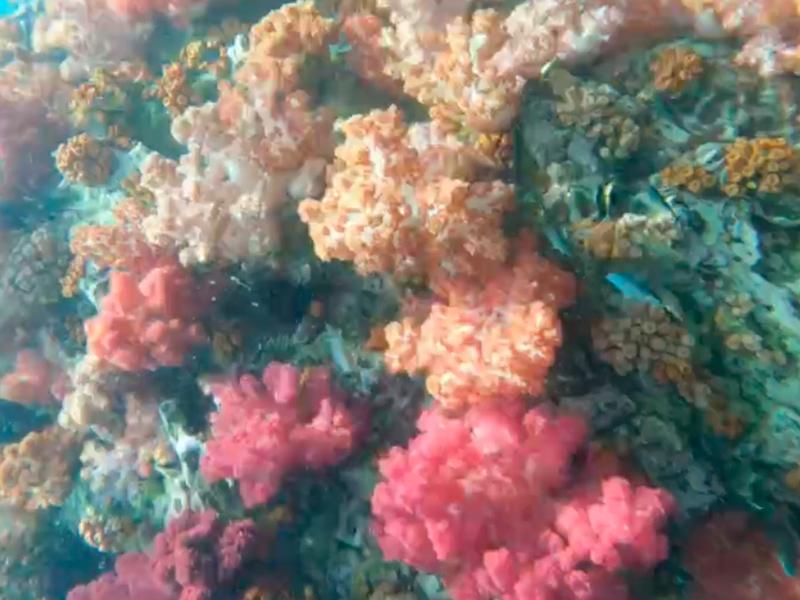 ปะกางรัง 7 สี