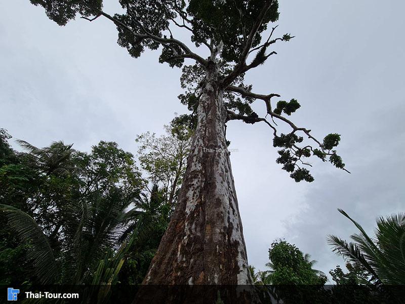 ต้นยางใหญ่