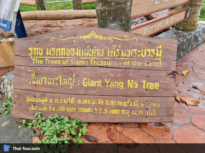 ต้นยางใหญ่