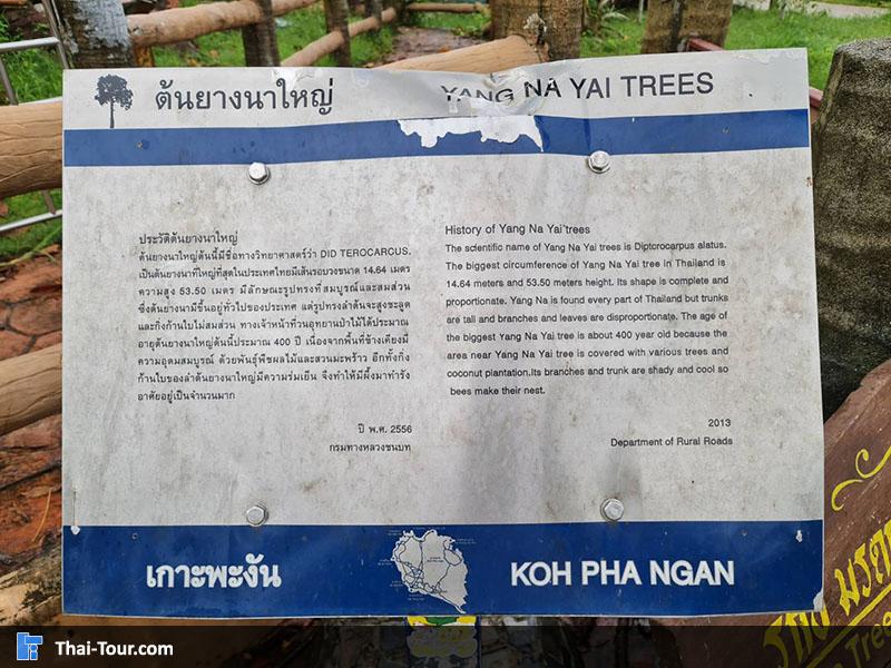 ประวัติความเป็นมา ต้นยางใหญ่