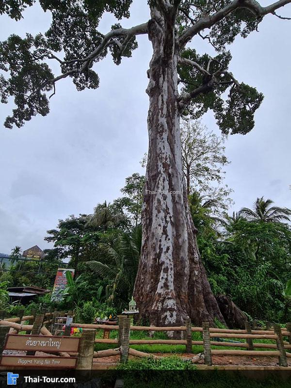 ต้นยางใหญ่