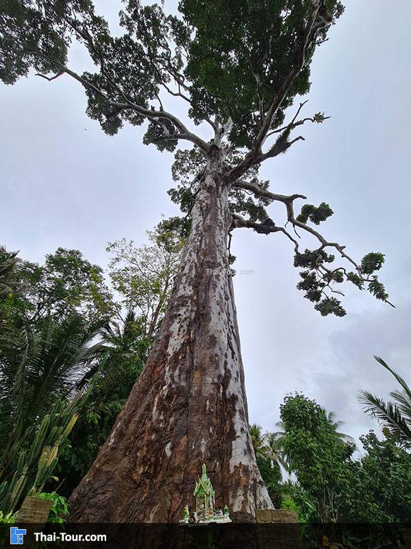 ป้าย ต้นยางใหญ่