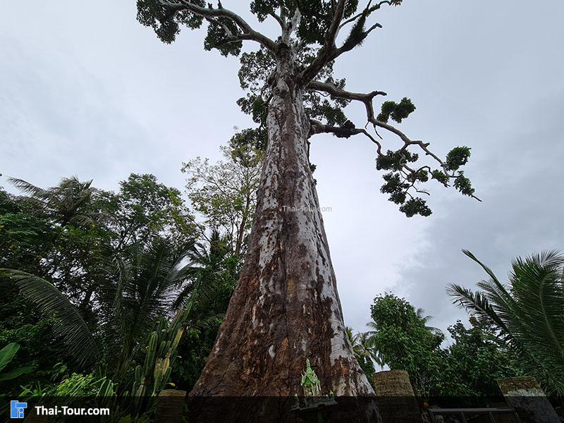 รุูปต้นยางใหญ่
