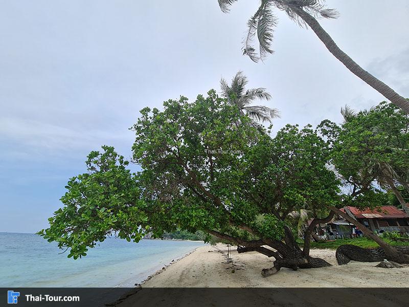 ภาพมุมสูง หาดศรีกันตัง