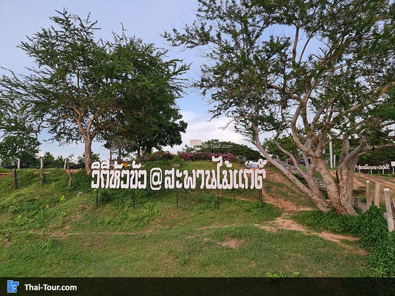 สะพานไม้แกดำ