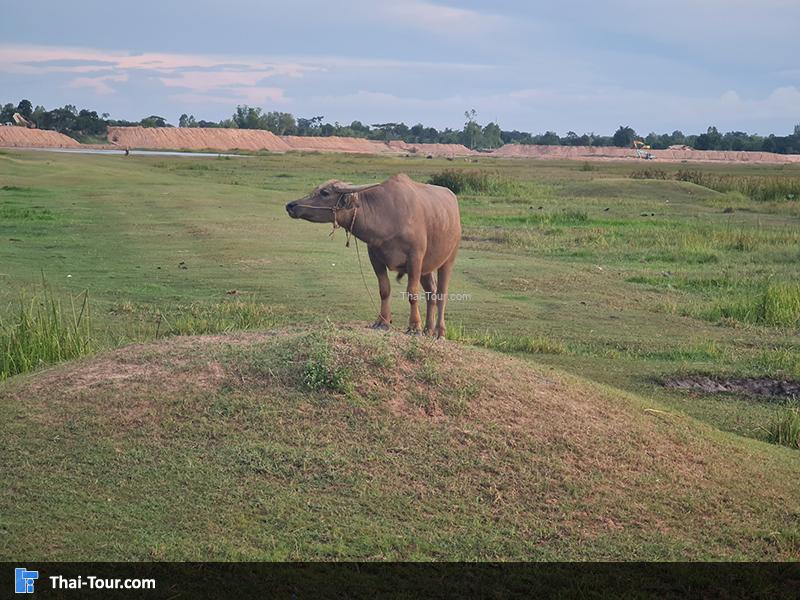 สะพานไม้แกดำ