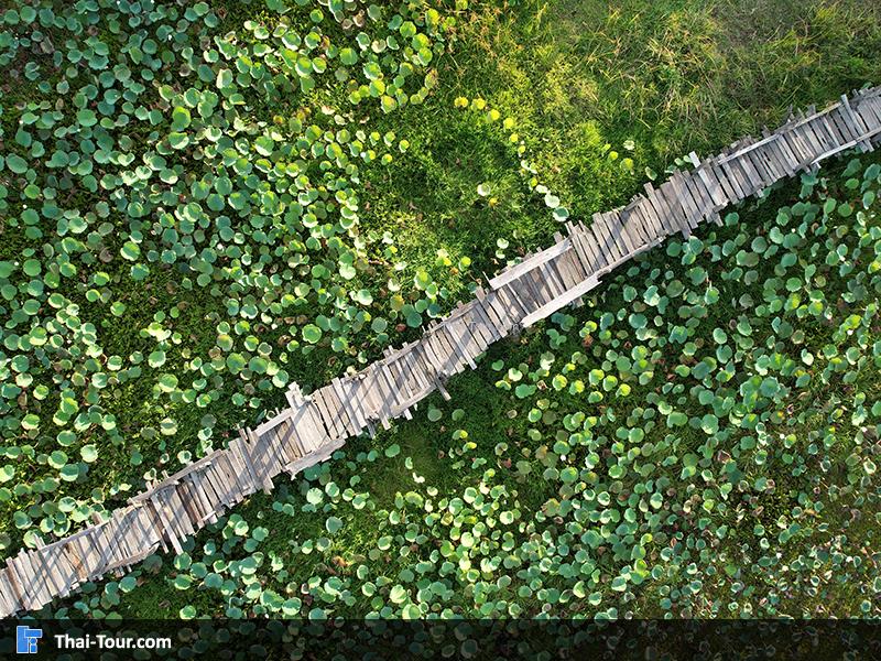 ภาพมุมสูง สะพานไม้แกดำ