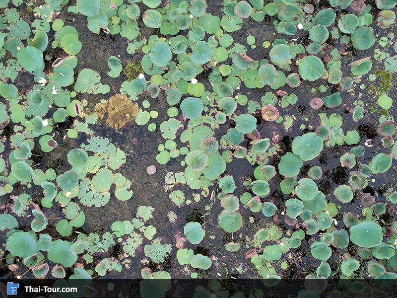 ภาพมุมสูง สะพานไม้แกดำ