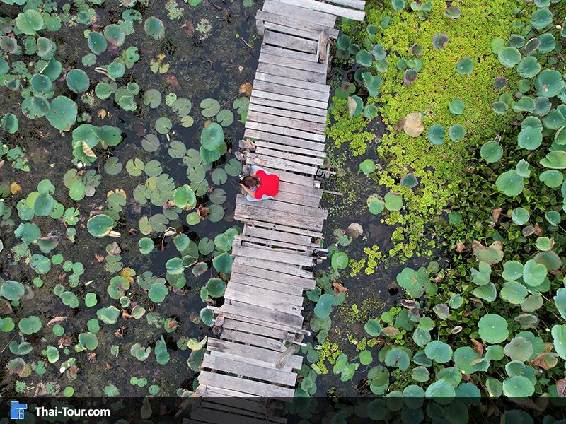 ภาพมุมสูง สะพานไม้แกดำ
