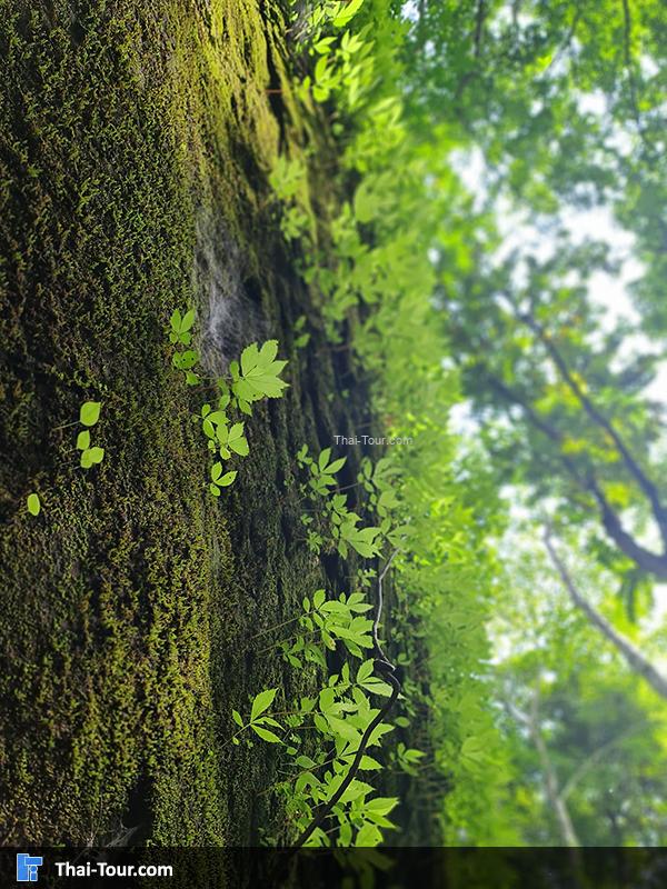 บรรยากาศ ถ้ำนาคี