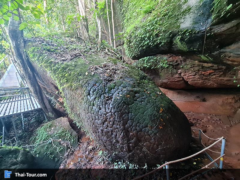 ถ้ำนาคา