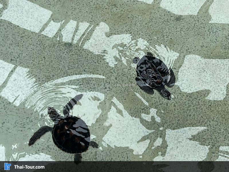 ศูนย์อนุรักษ์เต่าทะเล สัตหีบ