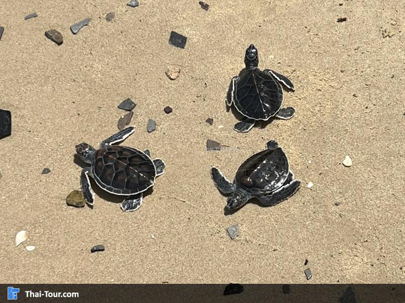 ศูนย์อนุรักษ์เต่าทะเล สัตหีบ