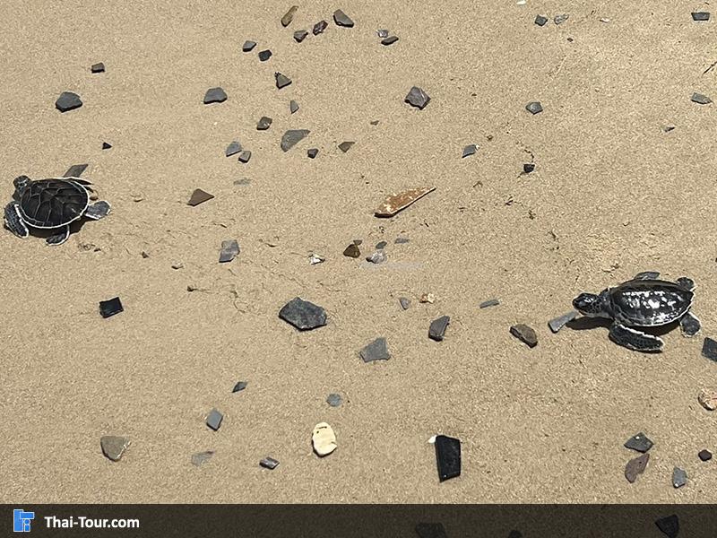 ศูนย์อนุรักษ์เต่าทะเล สัตหีบ