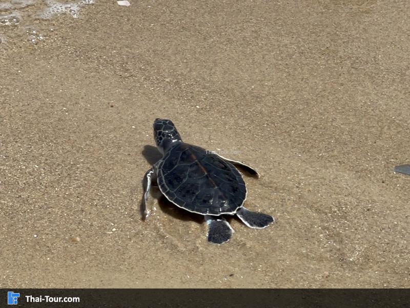 ศูนย์อนุรักษ์เต่าทะเล สัตหีบ