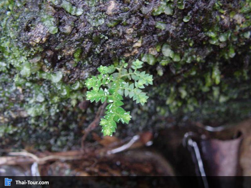 น้ำตกโตนช่องฟ้า