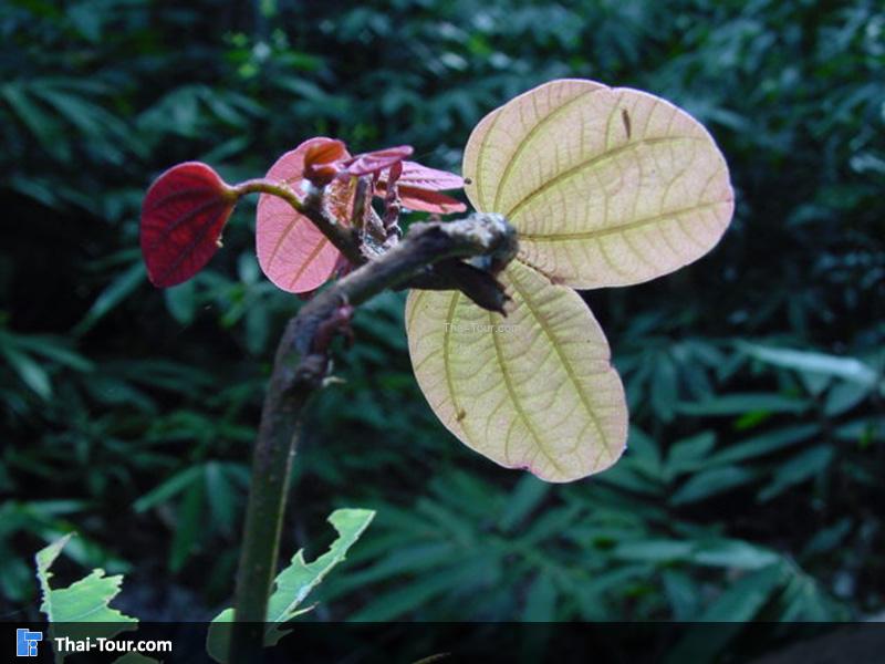 น้ำตกโตนช่องฟ้า