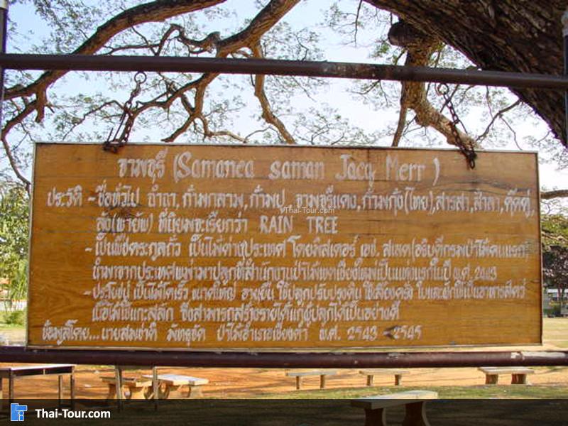 ประวัติต้นจามจุรีย์