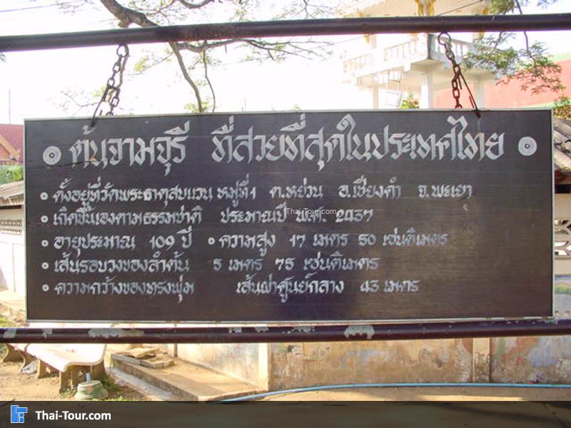 ประวัติต้นจามจุรีย์