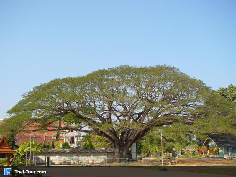 ต้นจามจุรีที่อยู่ภายในวัดพระธาตุสบแวน