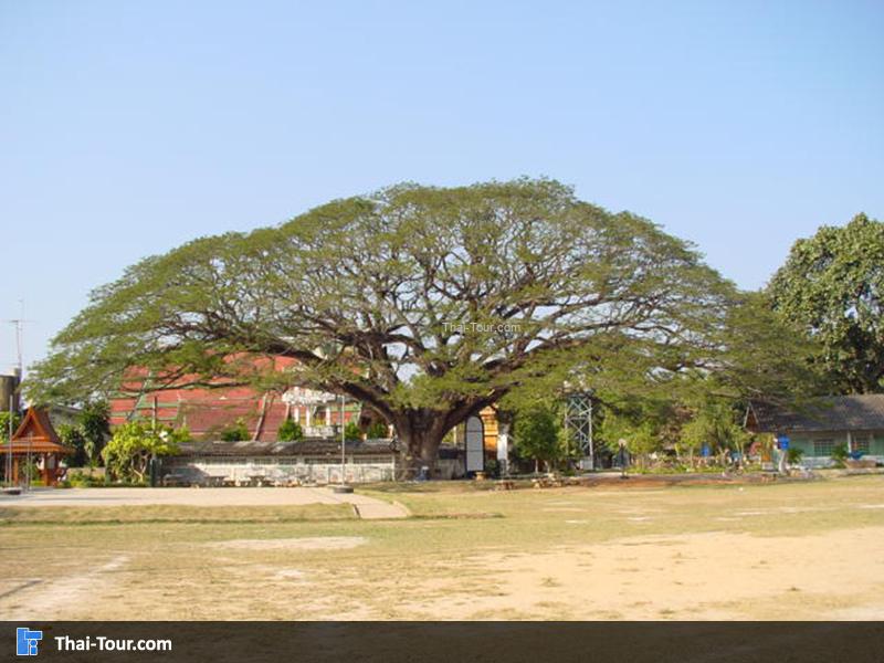 ต้นจามจุรีที่อยู่ภายในวัดพระธาตุสบแวน