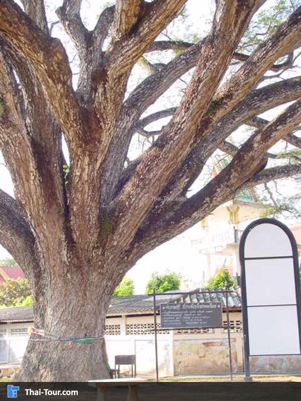 ต้นจามจุรีที่อยู่ภายในวัดพระธาตุสบแวน