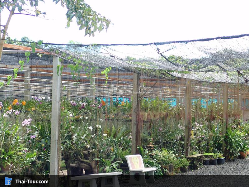 สวนกล้วยไม้ ดอกบานมาก