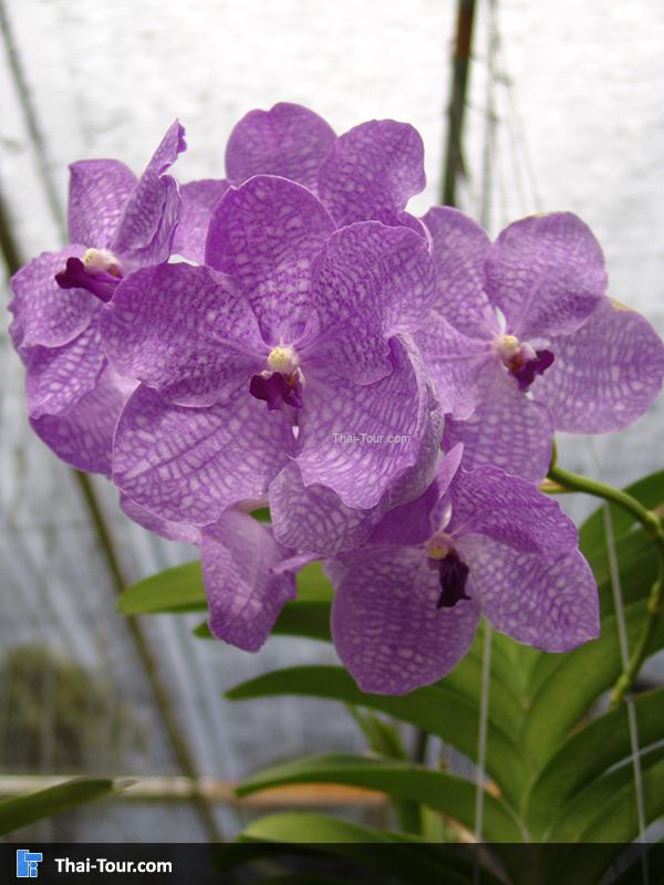 ดอกกล้วยไม้สีชมพู ม่วง