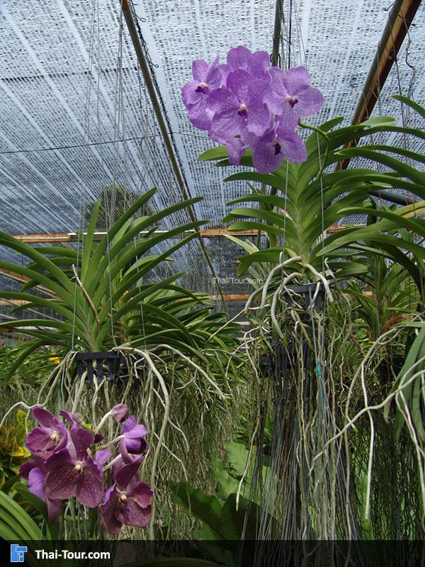 ดอกกล้วยไม้สีชมพู ม่วง