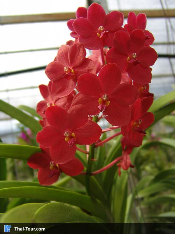 ดอกกล้วยไม้