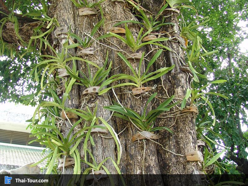 อุทยานหินล้านปีและฟาร์มจระเข้พัทยา