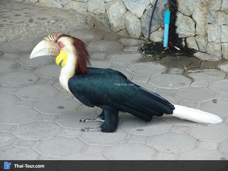 นกเงือก 