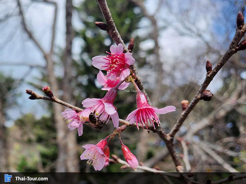 บรรยากาศของ ขุนช้างเคี่ยน