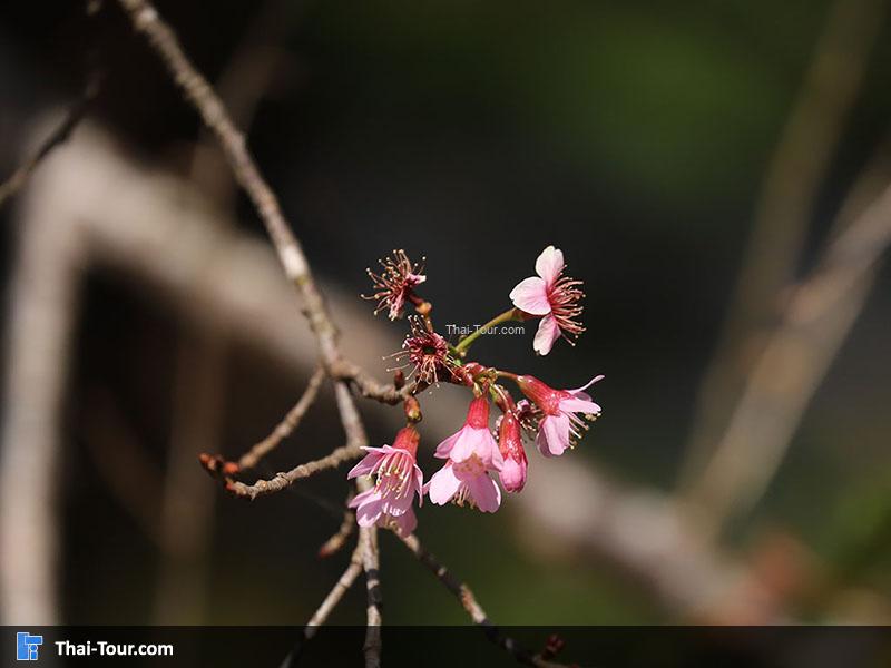 ดอกซากุระ ขุนช้างเคี่ยน