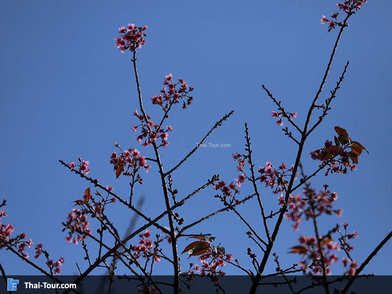 ดอกซากุระ ขุนช้างเคี่ยน