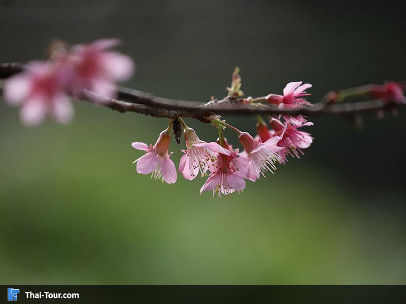 ดอกซากุระ ขุนช้างเคี่ยน