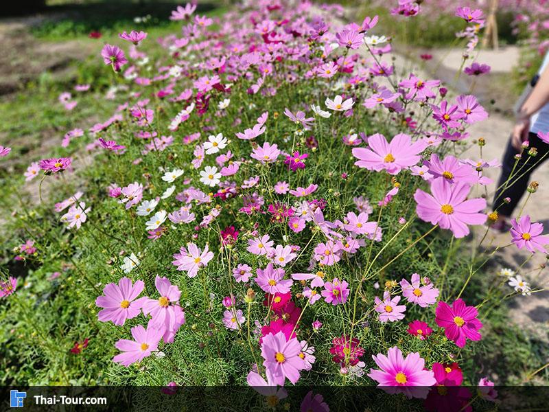 ดอกไม้ อ่างเก็บน้ำห้วยตึงเฒ่า