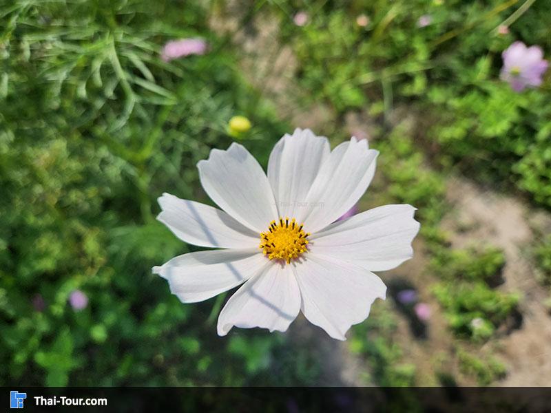 ดอกไม้ อ่างเก็บน้ำห้วยตึงเฒ่า