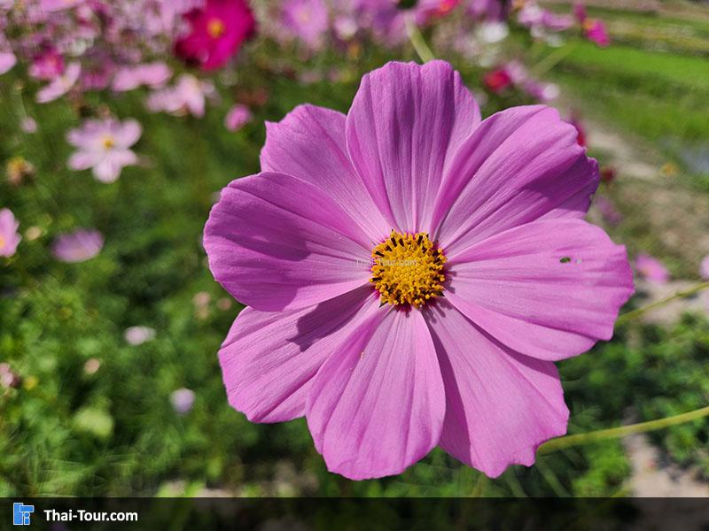 ดอกไม้ อ่างเก็บน้ำห้วยตึงเฒ่า