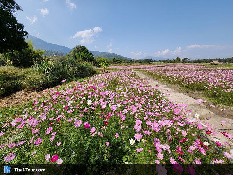 ดอกไม้ อ่างเก็บน้ำห้วยตึงเฒ่า